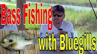 Big Bass fishing with bluegill and Headwaters Lake Bass Fishing Report