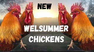 New Welsummer Chickens / Animals on the farm