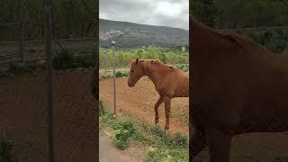 Лошадка #horse #nature #travel #autism #family #campo