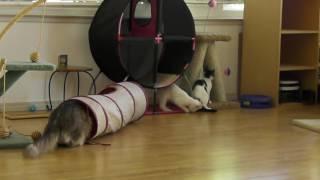 kitten life - day by day