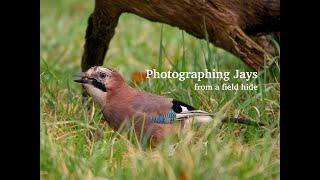 Bird/Wildlife Photography  Photographing Jays and other woodland birds from my field hide