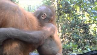 Rescued baby orangutan Udin visits baby school