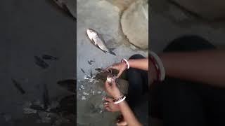 Fish Cutting In Bengali Style|Shorts|2023|#trending #viral #fish #fishcutting