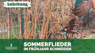 Sommerflieder Frühjahrsschnitt! So schneidest du deinen Schmetterlingsflieder im März zurück!