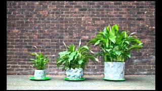 Shape Shifting Origami Plant Pot Grows With The Plant Over Time