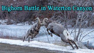 Bighorn Sheep Go Head to Head in Waterton Canyon