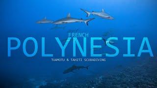 French Polynesia scuba diving - Rangiroa, Fakarava, Tahiti