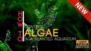 Algae Control