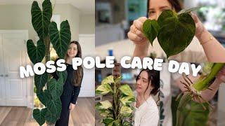 Moss Pole Care Day 3! MASSIVE Philodendron Splendid Chop & More!