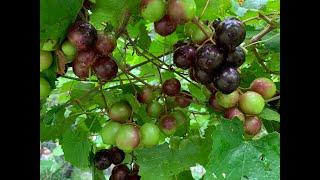 Time Lapse of Muscadine Grape Ripening, 麝香葡萄成熟过程