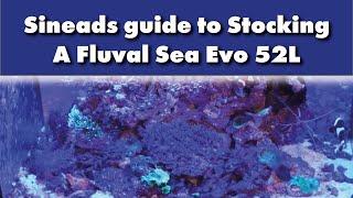 Sineads guide to Stocking A Fluval Sea Evo 52L