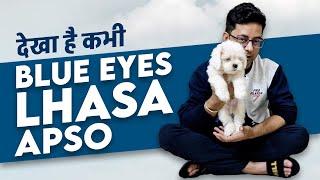 Get Adorable White Lhasa Apso with Stunning Blue Eyes!  Pet Shop Jalandhar & Chandigarh