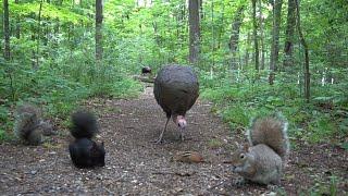 Forest Animals in Harmony  - 10 Hours of Turkeys, Chipmunks and Squirrels - June 28, 2021