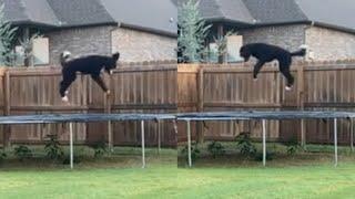 Dog Caught Jumping On Trampoline