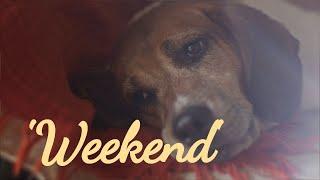 Vlog | Weekend of Cooking & Hiking with Our Beagle