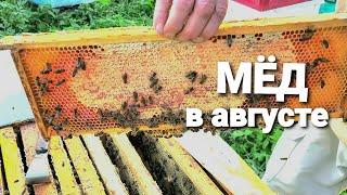 Мед не запечатан, а клещ пока безнаказанно губит пчёл