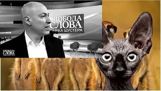 Кот Костян "Ты помнишь как всё начиналось?".