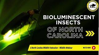 The Bioluminescent Insects of North Carolina - North Carolina Wildlife Federation