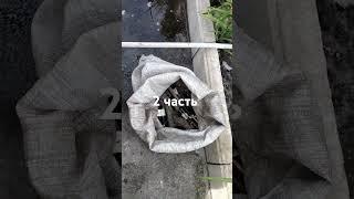 #виноделие #дача #виноградник #виноград #прививка#бактериальный рак