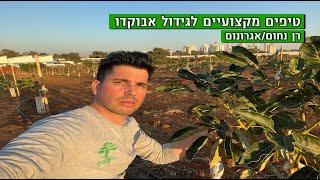 אבוקדו - טכניקות לגידול מהיר ונכון של הפרי המופלא הזה