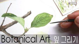 [Botanical Art]잎 그리기1_잎맥 표현