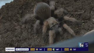 Tarantulas look for love in Nevada with mating season underway