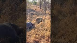 Hyenas Distracted By Eating a Hippo Get Ambushed By Lion