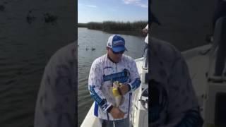 4" Sea Shad Catching Speckled Trout