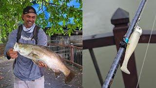 3" INCH NLBN PADDLE TAIL NAILED THIS RAINY DAY BARRAMUNDI - Fishing In Sri Lanka