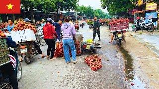 Chợ Vải 19/6/2025: Ngã 3 Kép, Đằng Sau Quả Vải Là Sự Vất Vả Của Người Dân Quê Tôi.