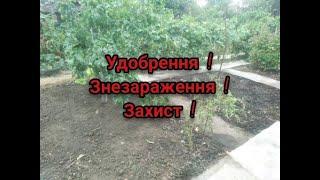 ЩО Я РОБЛЮ ІЗ ЗЕМЛЕЮ ПІСЛЯ ЗБОРУ ВРОЖАЮ ДЛЯ ВЕЛИКОГО ВРОЖАЮ НА СЛІДУЮЧИЙ РІК БЕЗ СІВОЗМІНИ !!?