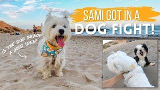 We let our Westie off leash at the dog beach and this is what happened...