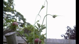 Rocambole garlic stems with aerial bulbils