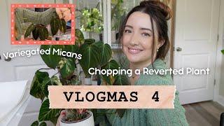 Vlogmas Day 4 | Philodendron Micans Aurea Chop 