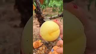 Yellow Peach #wow #yummy #satisfying #amazing #yellow #peach #fruit #shorts #fyp #viralvideo #nice