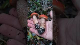 Малыши Крепыши. #mushroom #грибочки