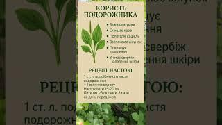 ПОЛЬЗА ПОДОРОЖНИКА И РЕЦЕПТ НАСТОЯ