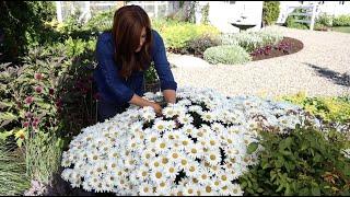 Daisies in Full Bloom ' Daisy May' 