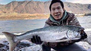 Lucky Springer Salmon and Walleye - Bank Fishing Columbia River - 大坝钓三文鱼和梭鲈/碧古鱼