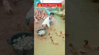  Duck farming  बतख पालन #poultry