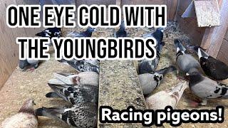 One Eye Cold With the youngbirds | Separate the old birds | Racing pigeons