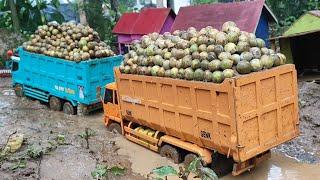 OFERLUD MUATAN ‼️ RC DAM TRUK HINO 500 DAN FUSO TRONTON MUAT BUAH DUKU OFROAD DI JALAN BERLUMPUR