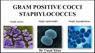 Gram Positive Cocci | Staphylococcus | Staph. aureus, Staph. epidermidis, Staph. saprophyticus |