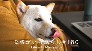 これが「豆柴がいる暮らし」です。