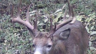 Checking Cameras in South East Ohio! (Big Bucks on Camera!)