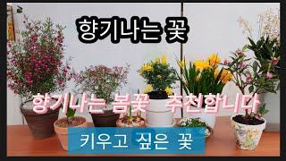 향기나는 봄꽃 추천합니다/이제 고민 그만 하세요    [꽃수니 ]