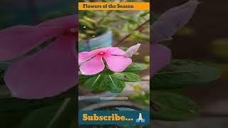 Flower of the Season #Flowers #creativelifesdvlogs