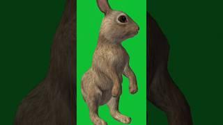 3D green background rabbit #greenscreenanimals  #nocopyright #youtube #foryou #igigame6227