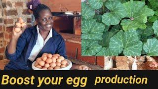 How I used pumpkin leaves to boost my egg production in poultry farming