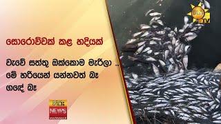 සොරොව්වක් කළ හදියක් - වැවේ සත්තු ඔක්කොම මැරිලා ..මේ හරියෙන් යන්නවත් බෑ ගඳේ බෑ   - Hiru News